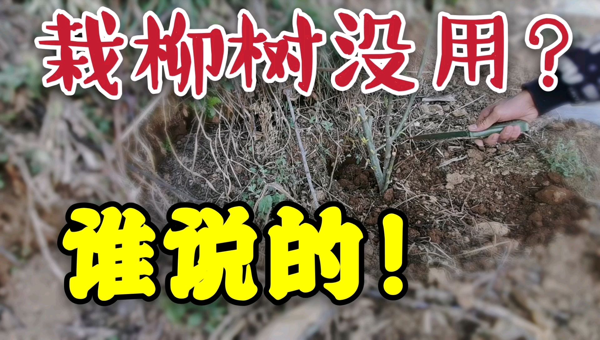 别再说栽柳树没用了!柳树的那些用途你都全部知道,了解了吗?